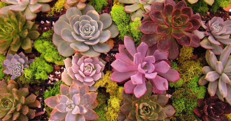 10 FACTS ABOUT PLANTS visual data 2